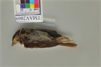 藏品(麻雀)的圖片